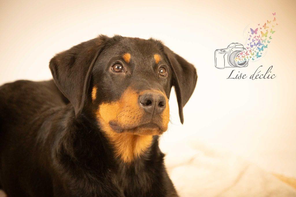 Portrait en studio d’un chien noir et feu regardant l’objectif